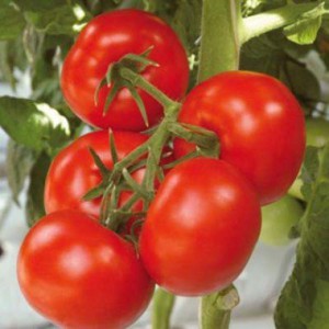 tomat-vojd-krasnokojih-1