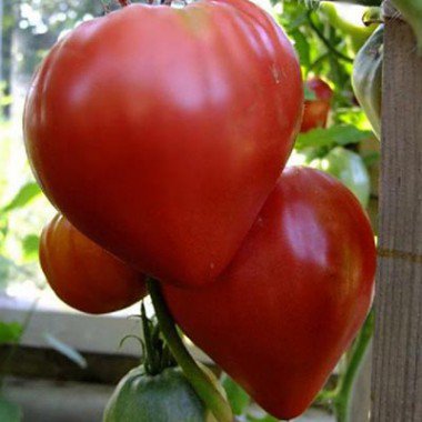 Какие бывают томаты. Разнообразие групп и сортов - посадка, уход, фото, каквырастить и собрать урожай - «Блог Флориум.юа» 2023