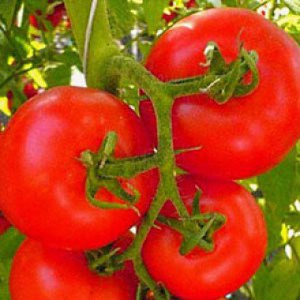tomato-bogun-1