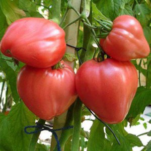 томаты фото, описание, смотреть