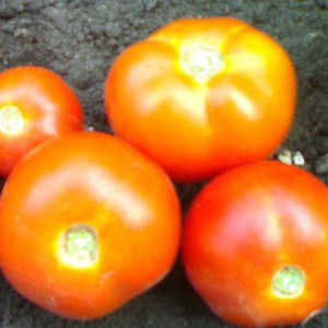 tomato-veselka-1