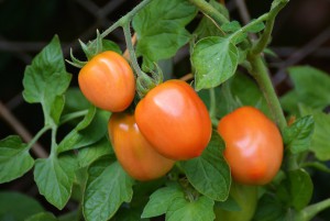 tomatoes-1581204_960_720