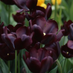 tulip-cafe-noir-3