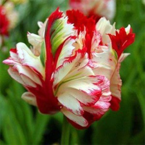 tulip-estella-rijnveld