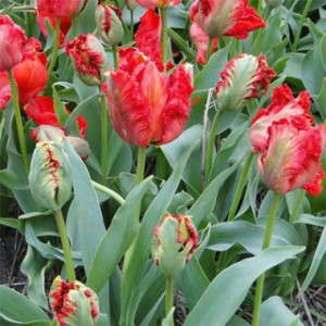 tulip-exotic-parrot-1