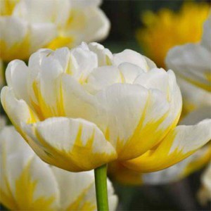 tulip-flaming-evita-1
