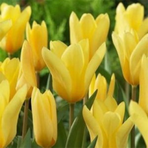 Тюльпаны Грейга, Кауфмана и Фостера фото, описание, смотреть