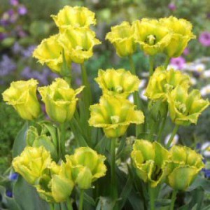 Выращивание многоцветковых тюльпанов