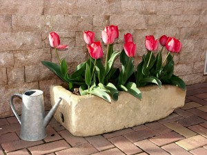 tulips-1002203_960_720