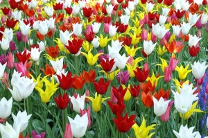 tulips-181919_640