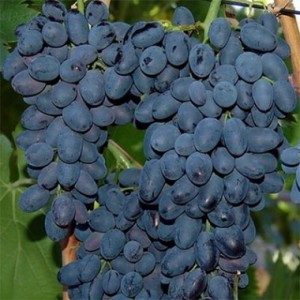 Виноград сорта Молдова