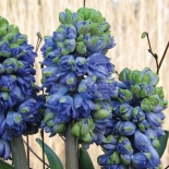 1287944973_double-hyacinth-isabelle