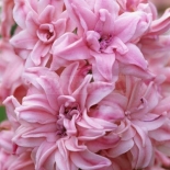 hyacinth-dbl