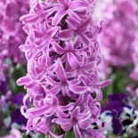 hyacinthus_paul_hermann