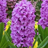 hyacinthus_miss_saigon