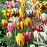 tulipa_mix_rembrandt