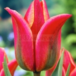 tulipa_viridiflora_tricolored_beauty