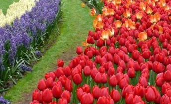 Праздник цветов во всемирно известном парке Кюкенкоф…