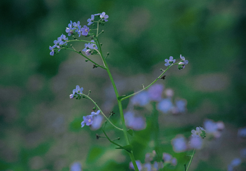 фото описание цветение брунеры