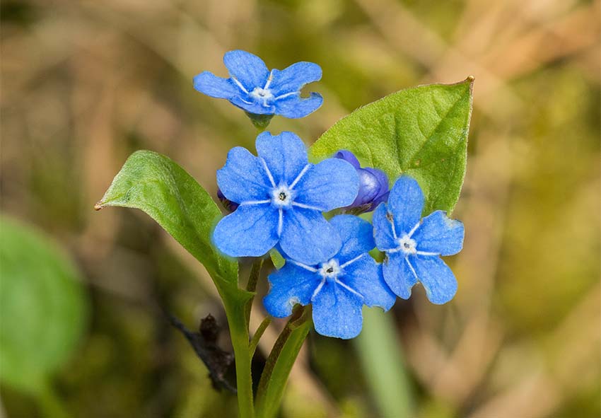 фото описание виды и соррта синих цветов