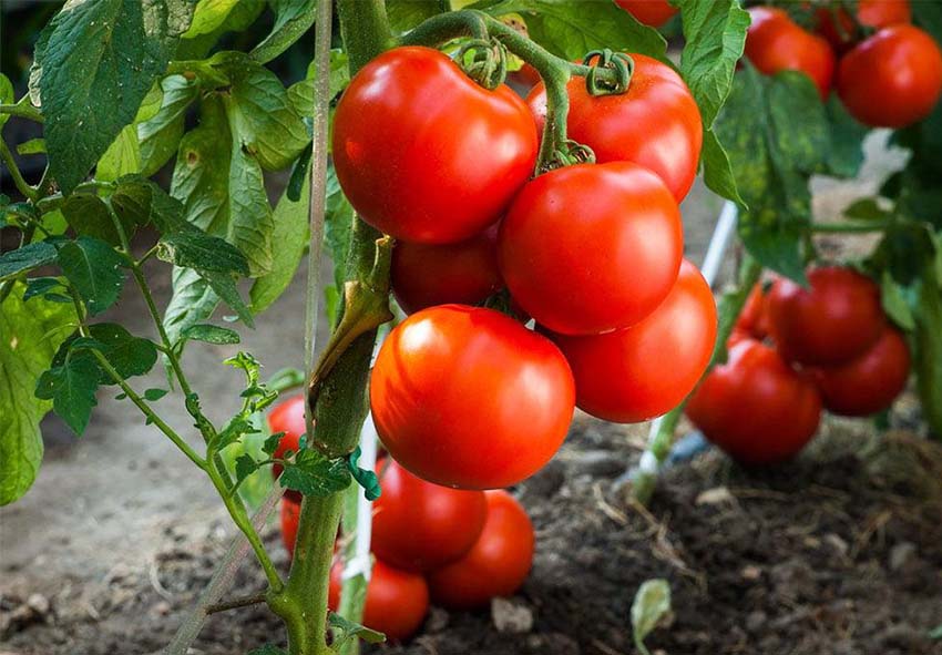фото описание как выращивать помидоры
