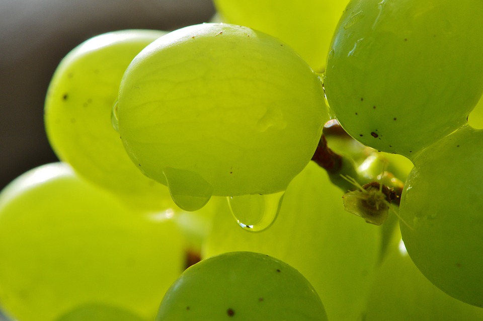 Обзор лучших сортов винограда: посадка и уход
