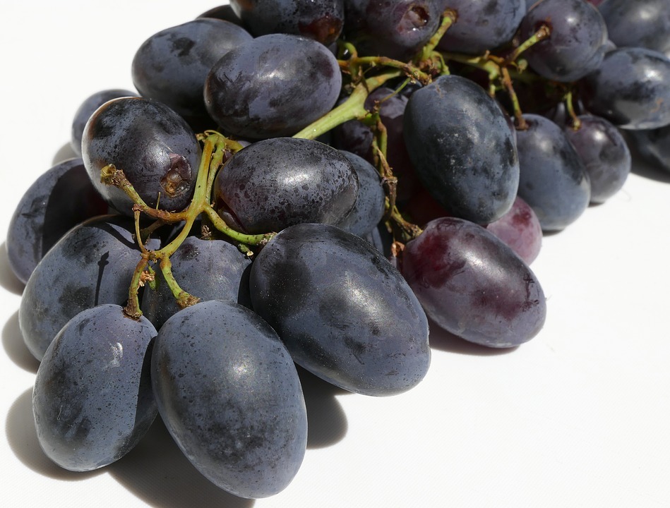 Лучшие сорта синего винограда: посадка и уход