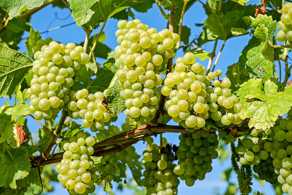 Виноград лучших сортов: посадка и уход
