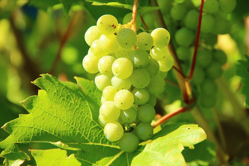 Лучшие сорта позднего винограда: посадка и уход