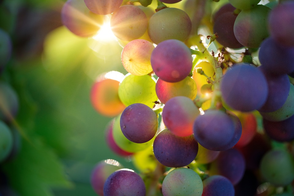 Лучшие сорта раннего винограда: посадка и уход