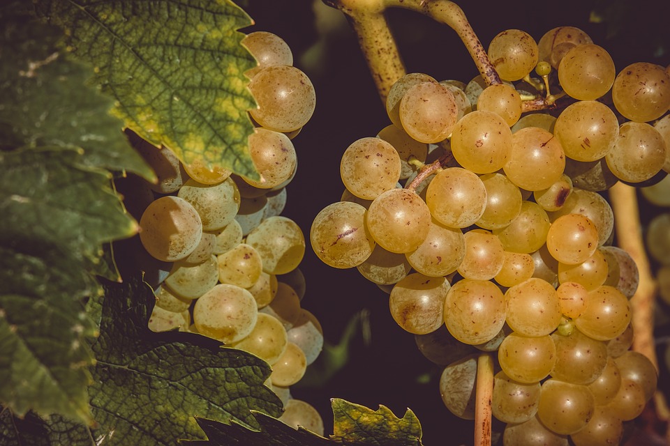Самые хорошие сорта винограда: посадка и уход