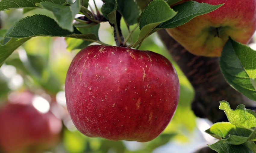 Сорта яблонь для Украины названия, фото, описание