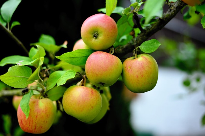 Яблоки Удлиненной Формы Сорта С Фото