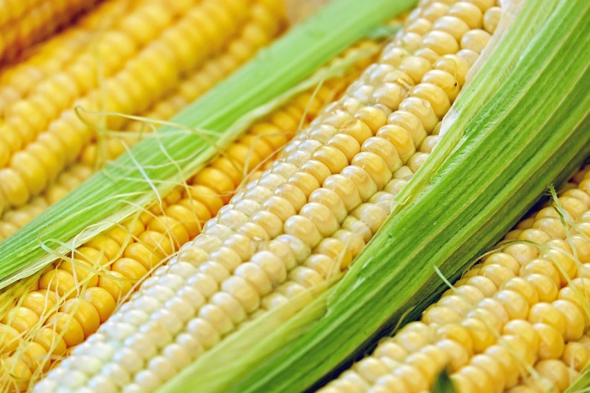 Кукуруза сладкая: 6 интересных фактов, о которых вы не знали - посадка,уход, фото, как вырастить и собрать урожай - «Блог Флориум.юа» 2023
