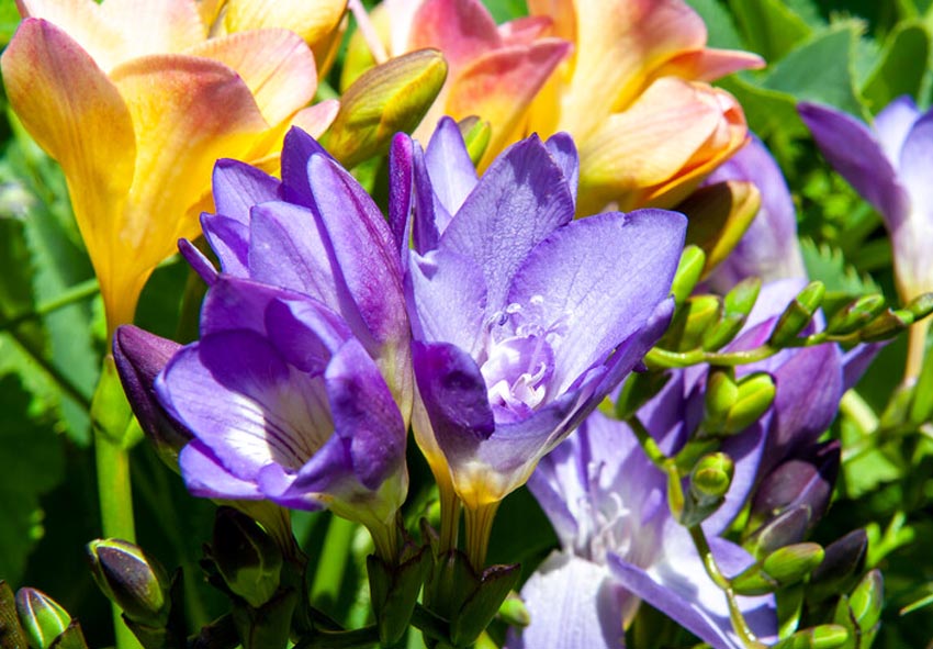 Фрезия - прекрасный цветок фото описание