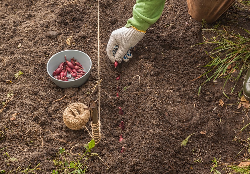 Узнайте, когда можно посадить лук-севок - посадка, уход, фото, каквырастить и собрать урожай - «Блог Флориум.юа» 2023