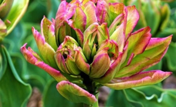 8 самых удивительных сортов тюльпанов с фото и описаниями