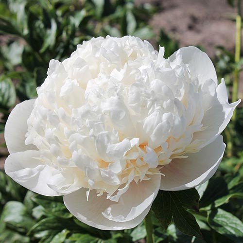 paeonia colonel owens cousins 1
