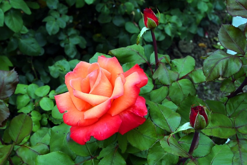 Розы Садовые Фото