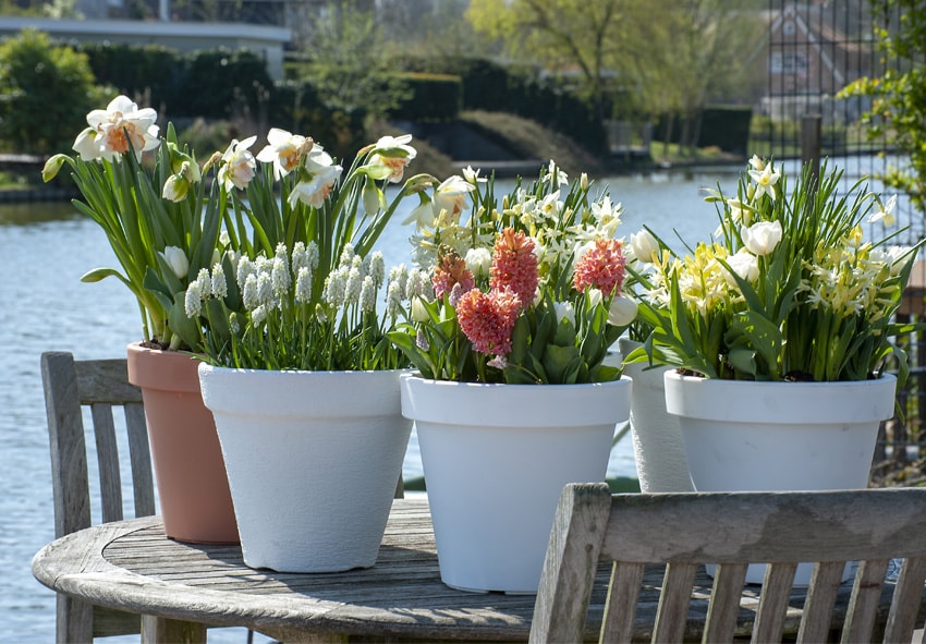 Весенние луковичные цветы на балконах и лоджиях: выбор, разновидности и уход
