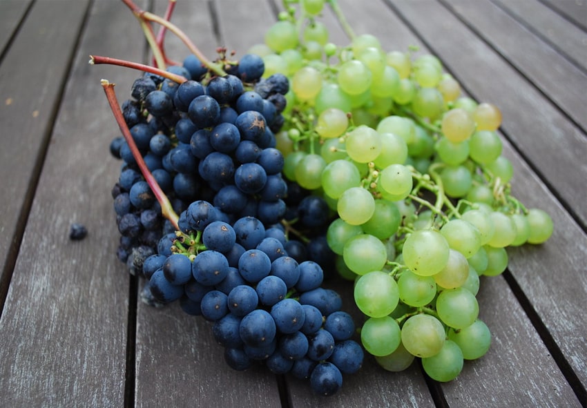 Выращивание столовых сортов винограда посадка «Блог Флориум.юа»