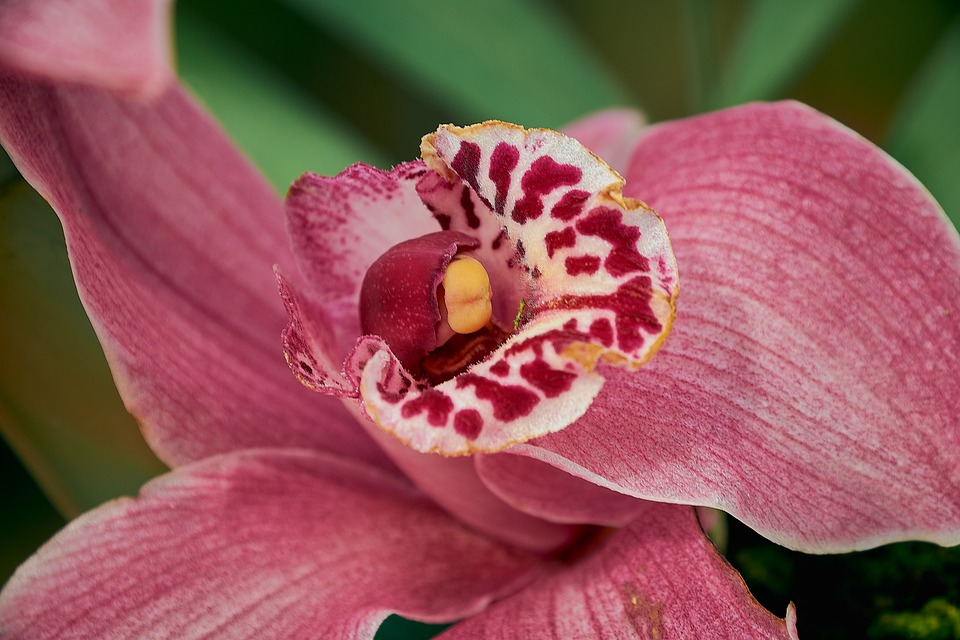 Редкие виды орхидей - Флориум.юа» 2021