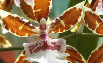 Орхидея камбрия: описание, посадка и уход
