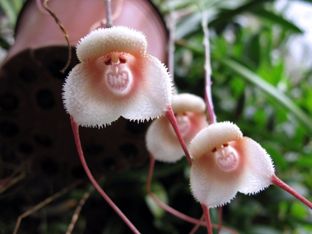 Редкие виды орхидей - Флориум.юа» 2021