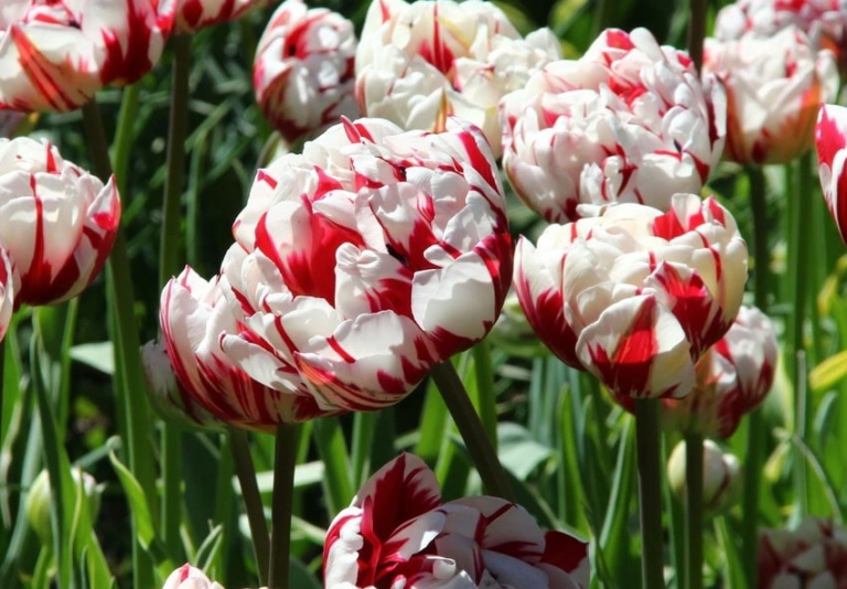 tulip-danceline-768x534.jpg