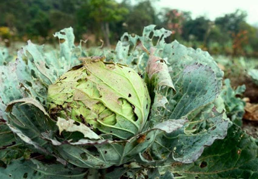 Болезни и вредители капусты средства обработки в открытом грунте | Защита и борьба с вредителями