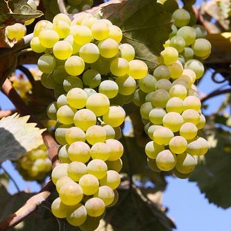 Календарь обработки винограда от болезней - посадка, уход, фото, каквырастить и собрать урожай - «Блог Флориум.юа» 2023
