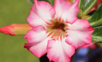 Адениум: цветок пустыни
