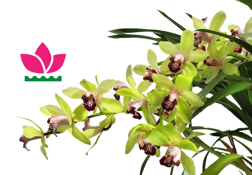 Орхидея Цимбидиум фото описание