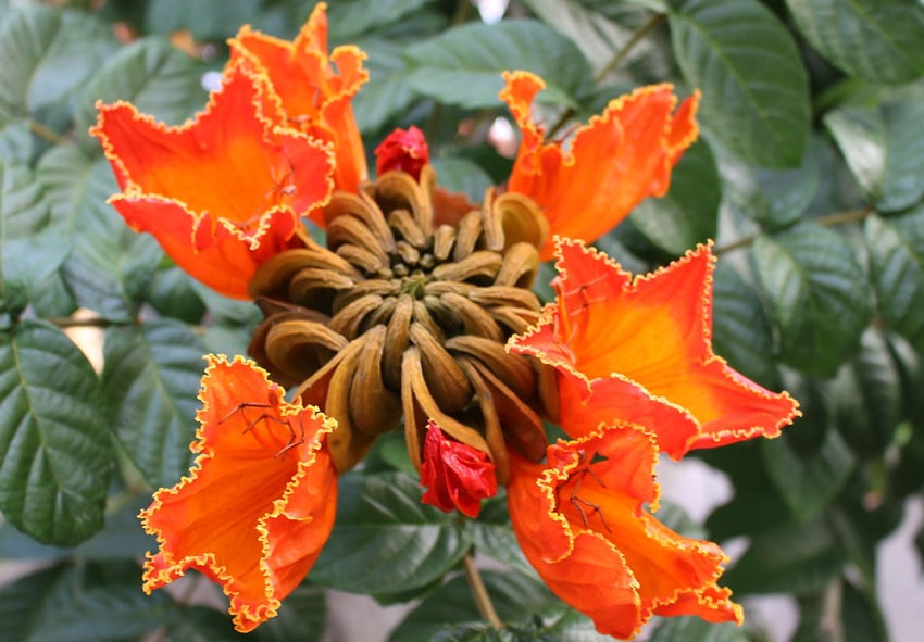 Африканское тюльпановое дерево 2 описание